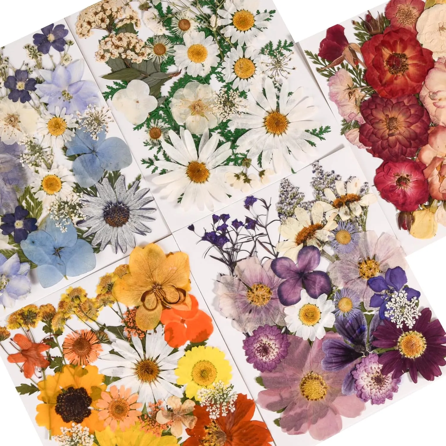 6 Pack 150PCS Real Pressed Dried Flowers Dry Leaves Craft Kit - Natural Dried Flowers for DIY Crafts, Resin Jewelry, Cards, Soap, CandleMaking, Nail Art, and Scrapbooking (Colorful)
