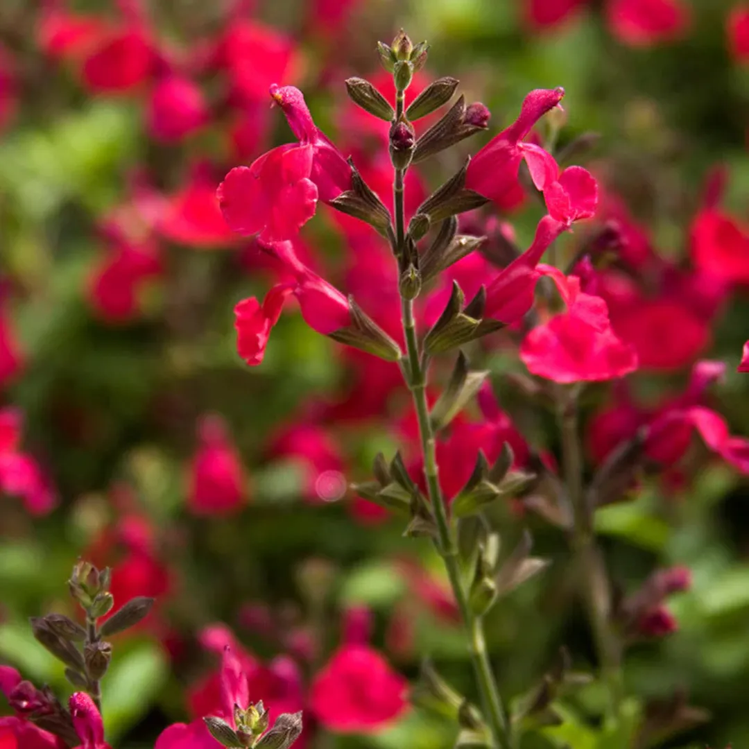 Salvia Heatwave Blaze