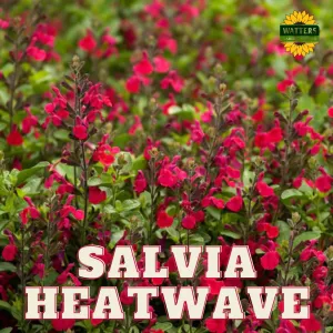 Salvia Heatwave Blaze