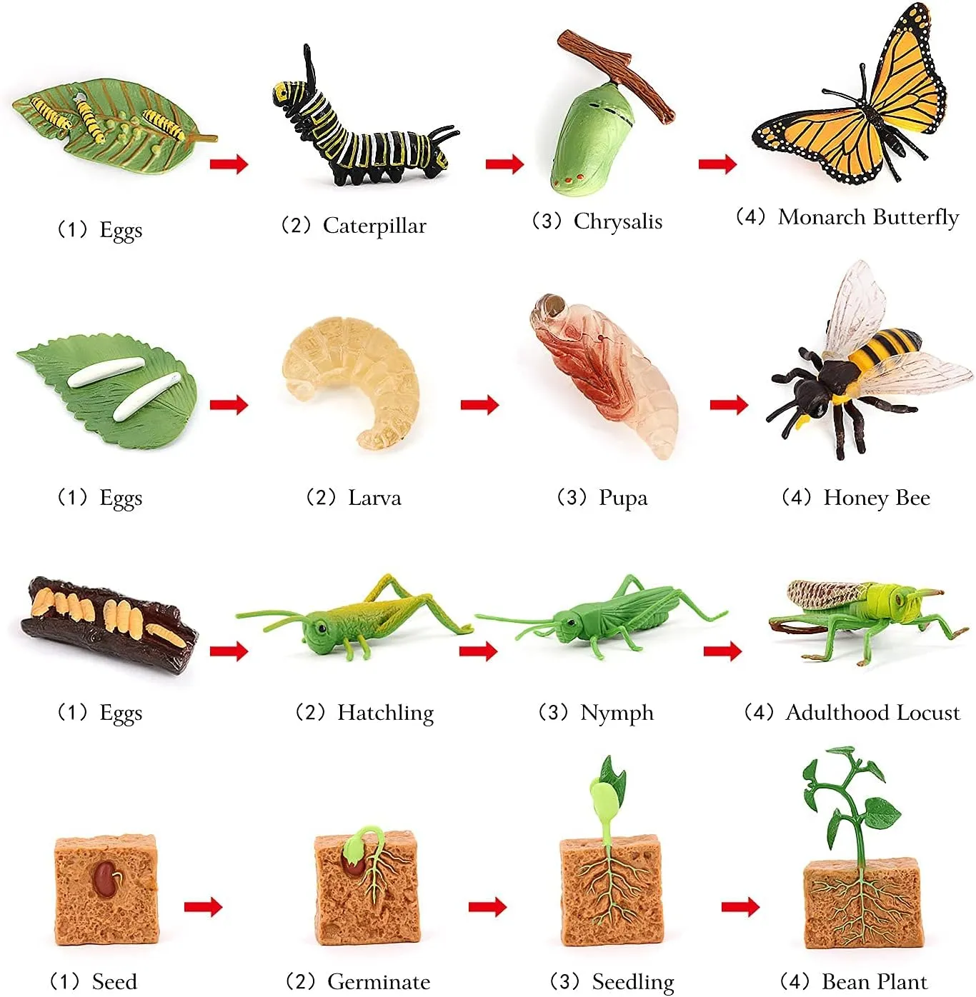 Volnau Animal Figurines Toys 16PCS Life Cycle Set Plant Locust Butterfly Caterpillars Bee Animal Figures for Toddlers Kids Decorations Preschool Educational Prop